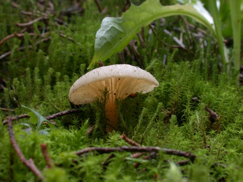 Omphalina pyxidata ?